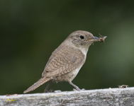 House Wren 5039